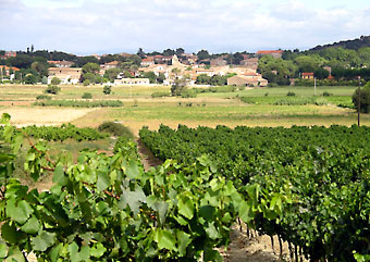 Weinreben im März